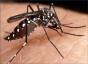 Confirmado um foco do mosquito da dengue no municpio de Princesa