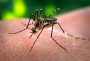 Trabalhos de combate ao mosquito transmissor da dengue seguem em Princesa