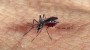 Secretaria de Sade So Jos do Cedro confirma os primeiros dois casos de dengue para este ano