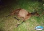 Cavalo morre aps ser atingido por veculo, na BR-163